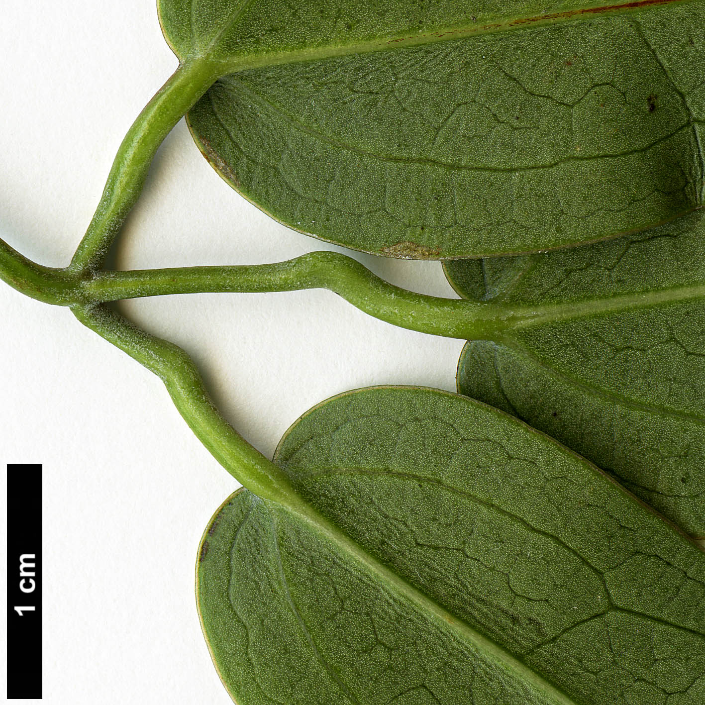 High resolution image: Family: Ranunculaceae - Genus: Clematis - Taxon: armandii 